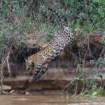 Eliana-Malizia-viagem-pantanal-onça-foto-johanes-duarte